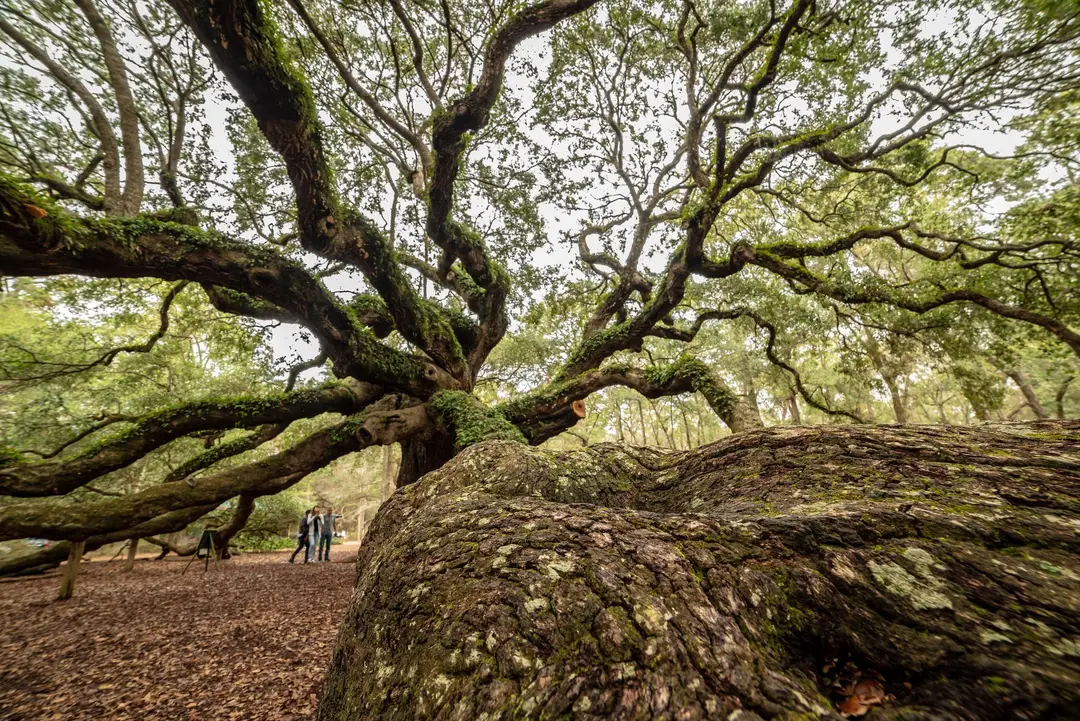 The Angel Oak's sprawling moss-covered limbs on Johns Island near Charleston