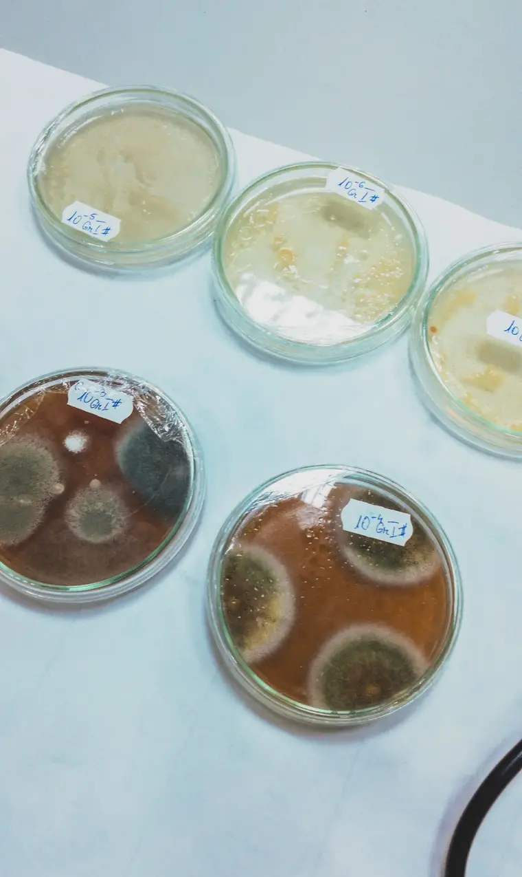 Labeled petri dishes growing mold cultures in a laboratory