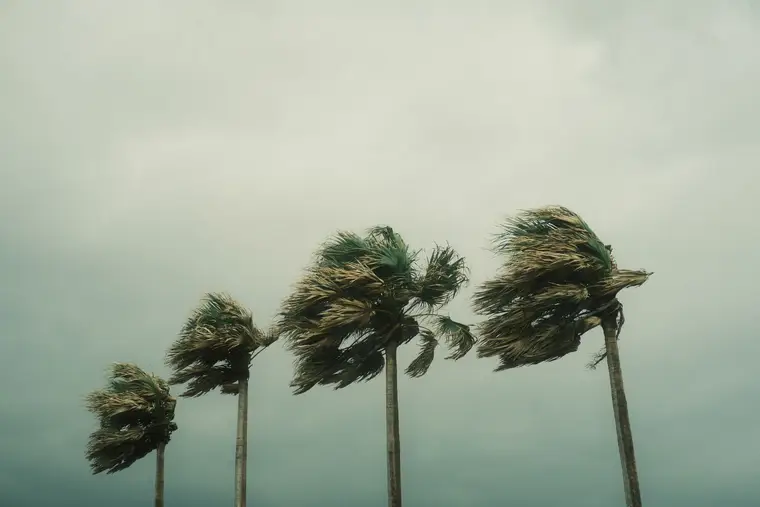 Palm trees whipping in tropical-storm wind under a gray sky